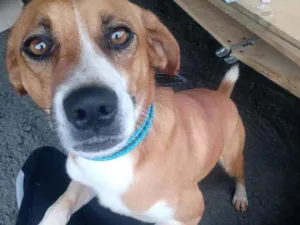 Cachorro raça Não identificasa idade 1 ano nome Sem nome 