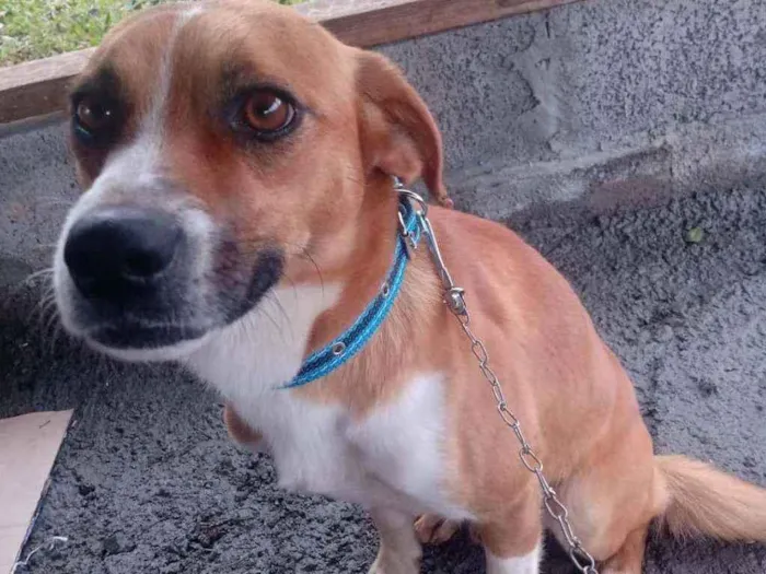 Cachorro raça Não identificasa idade 1 ano nome Sem nome 