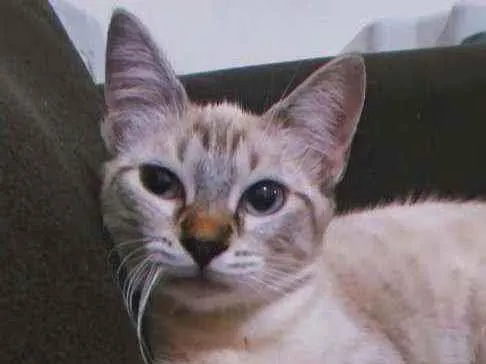 Gato ra a Mestiça siamês  idade 1 ano nome Mel