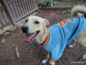 Cachorro raça SRD idade 1 ano nome SUSY