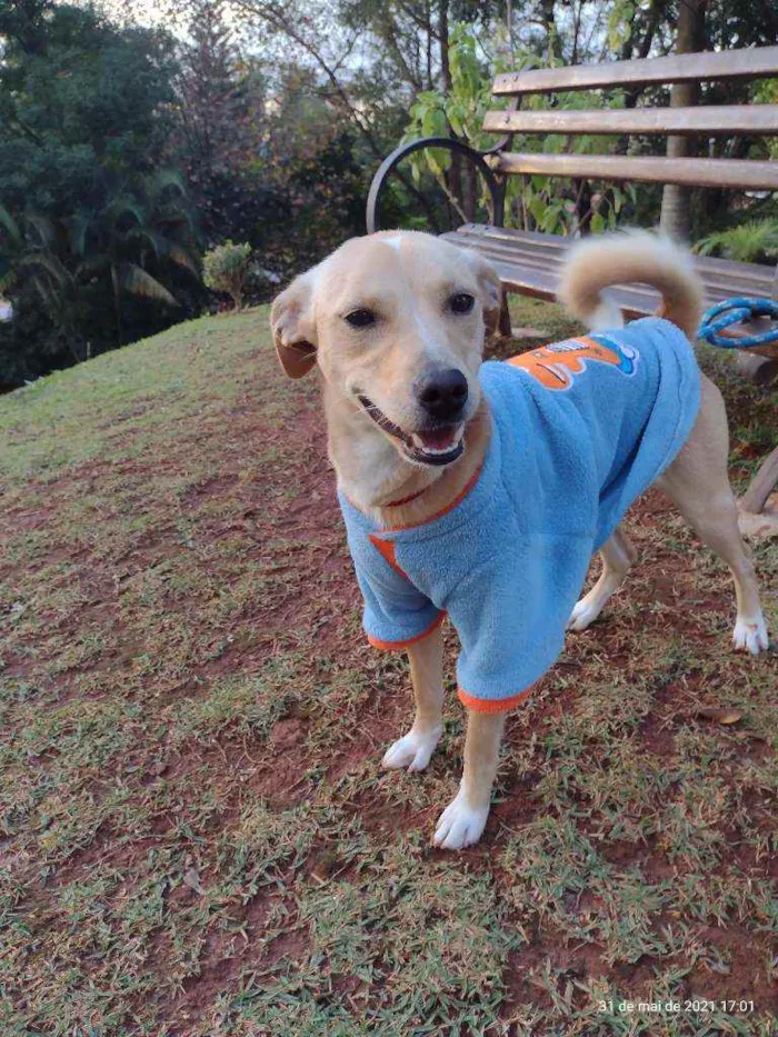 Cachorro raça SRD idade 1 ano nome SUSY