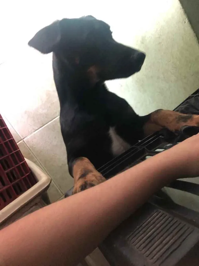 Cachorro raça Vira lata idade 2 a 6 meses nome Loly