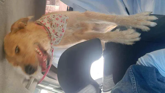 Cachorro raça SRD idade 2 anos nome Cremosa