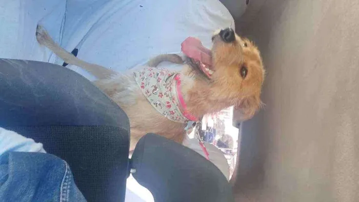 Cachorro raça SRD idade 2 anos nome Cremosa