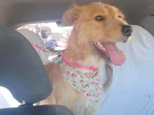 Cachorro raça SRD idade 2 anos nome Cremosa