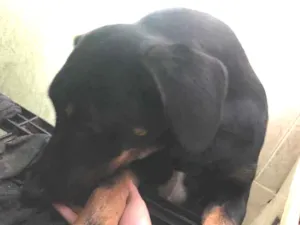 Cachorro raça Vira lata idade 2 a 6 meses nome Loly