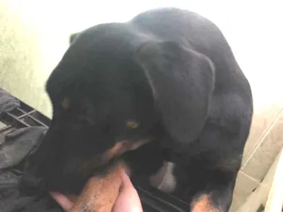 Cachorro raça Vira lata idade 2 a 6 meses nome Loly
