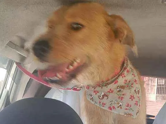 Cachorro raça SRD idade 2 anos nome Cremosa