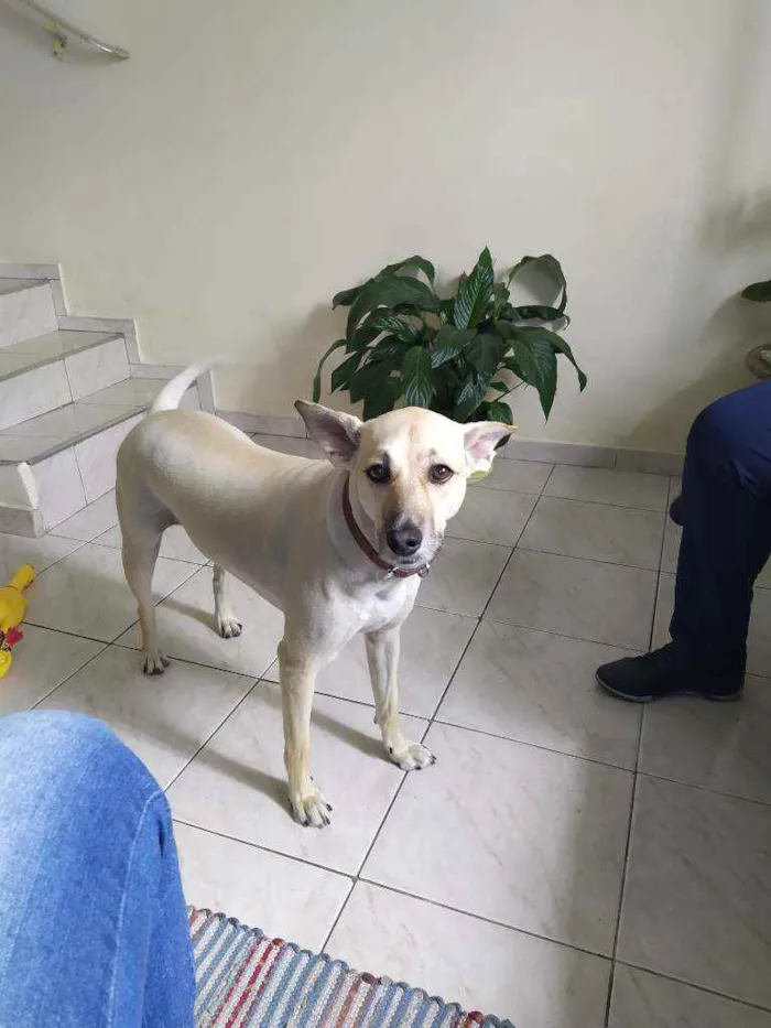 Cachorro ra a SRD idade 6 ou mais anos nome Susi