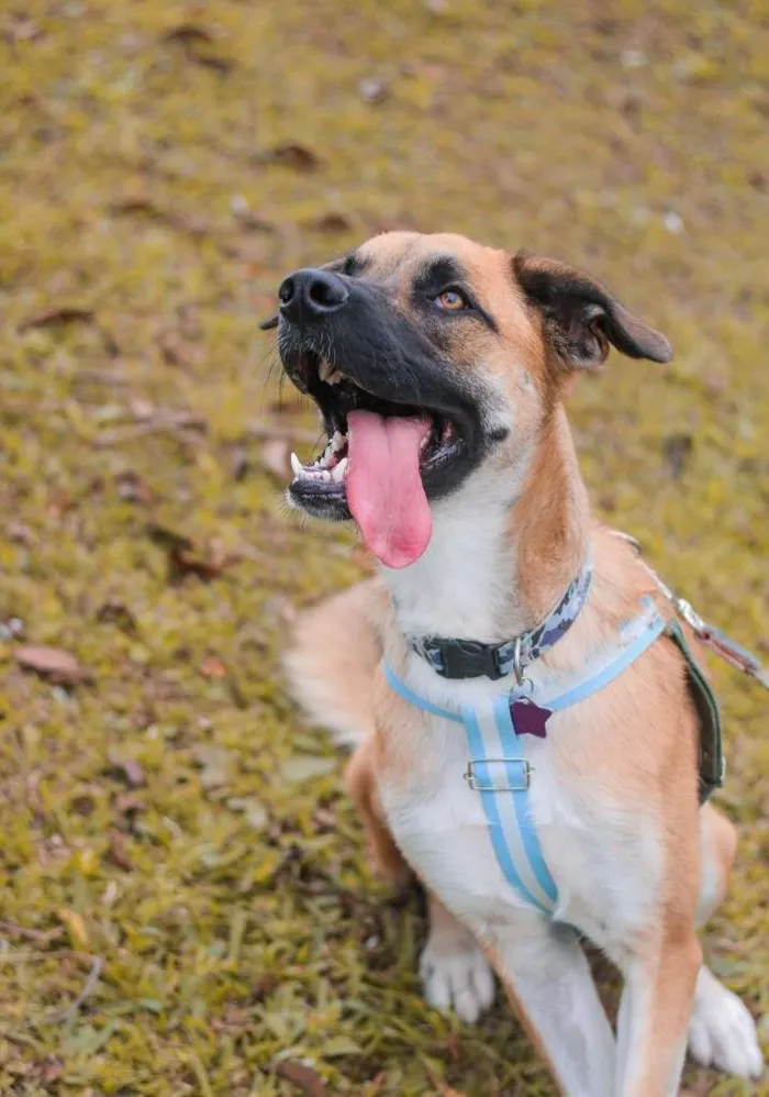 Cachorro ra a SRD idade 2 anos nome Eros