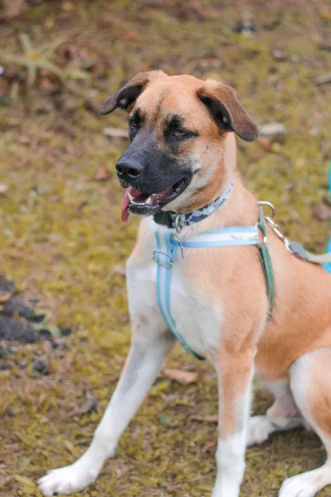 Cachorro ra a SRD idade 2 anos nome Eros