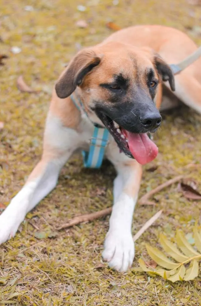 Cachorro ra a SRD idade 2 anos nome Eros