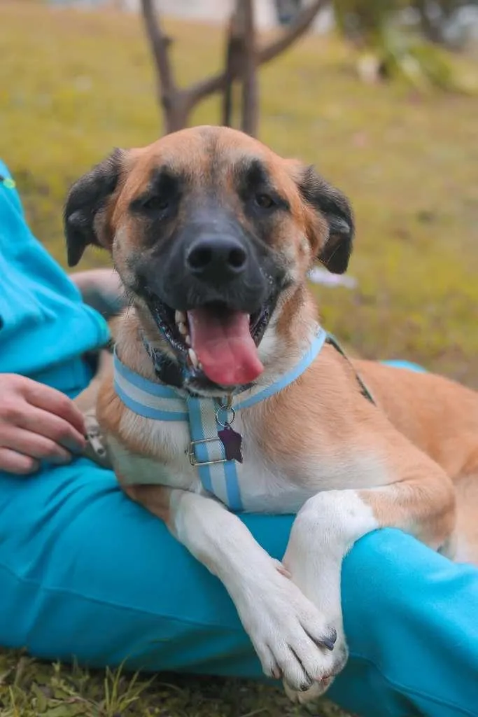 Cachorro ra a SRD idade 2 anos nome Eros