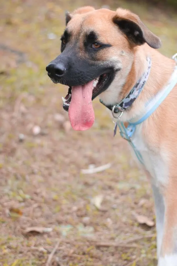 Cachorro ra a SRD idade 2 anos nome Eros