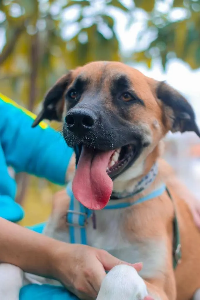 Cachorro ra a SRD idade 2 anos nome Eros