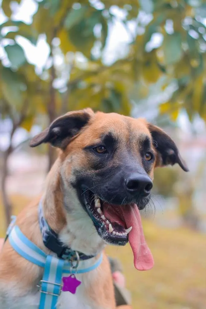 Cachorro ra a SRD idade 2 anos nome Eros