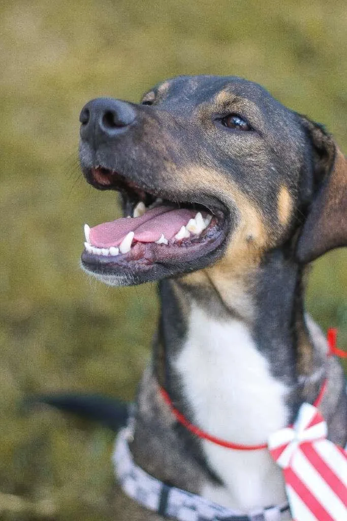 Cachorro ra a srd idade 1 ano nome Cuque