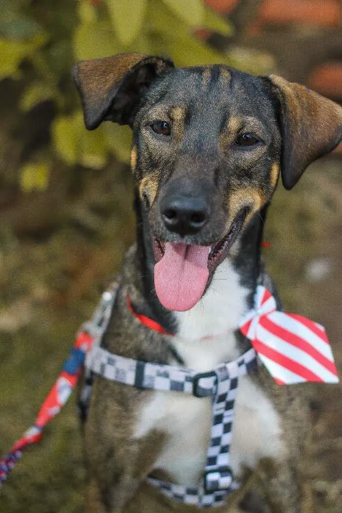 Cachorro ra a srd idade 1 ano nome Cuque