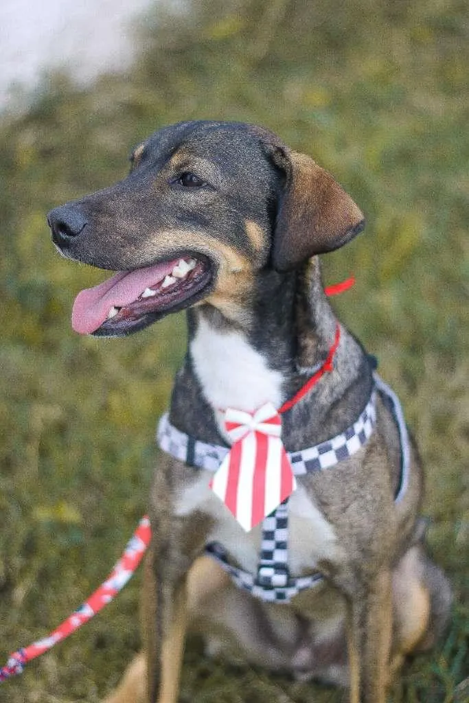 Cachorro ra a srd idade 1 ano nome Cuque