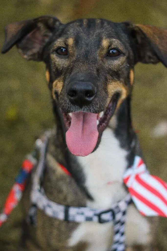 Cachorro ra a srd idade 1 ano nome Cuque