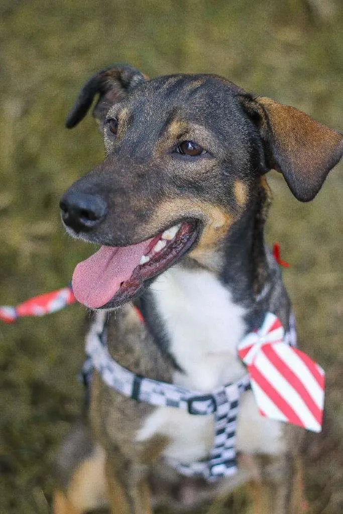 Cachorro ra a srd idade 1 ano nome Cuque