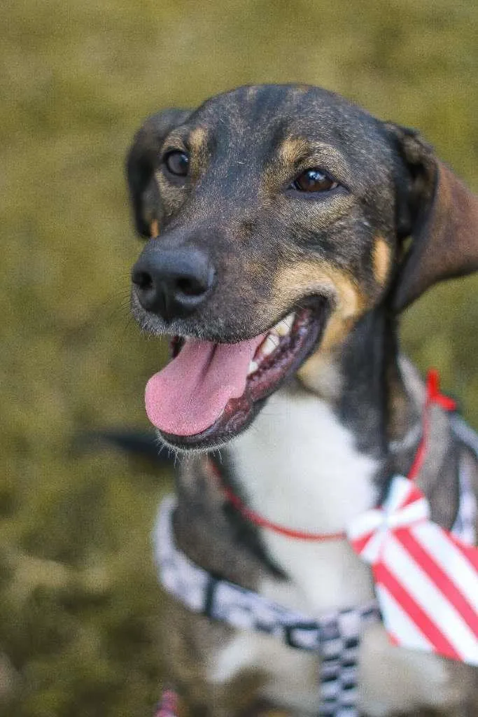 Cachorro ra a srd idade 1 ano nome Cuque