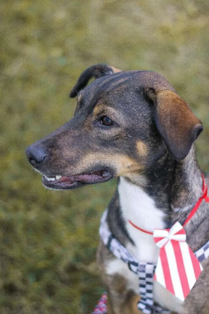 Cachorro ra a srd idade 1 ano nome Cuque