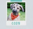 Cachorro raça SRD  idade 2 a 6 meses nome Cody 