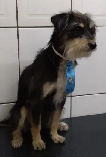 Cachorro raça SRD-ViraLata idade 7 a 11 meses nome Léo