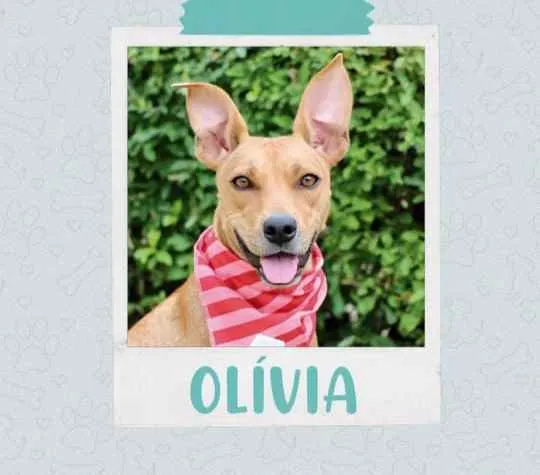 Cachorro ra a SRD  idade 2 anos nome Olivia 