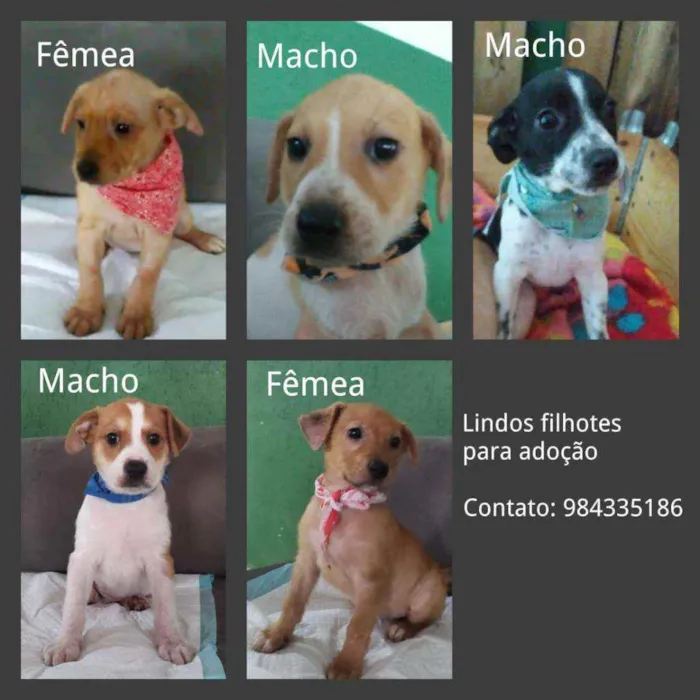 Cachorro ra a SRD idade Abaixo de 2 meses nome Anjinhas