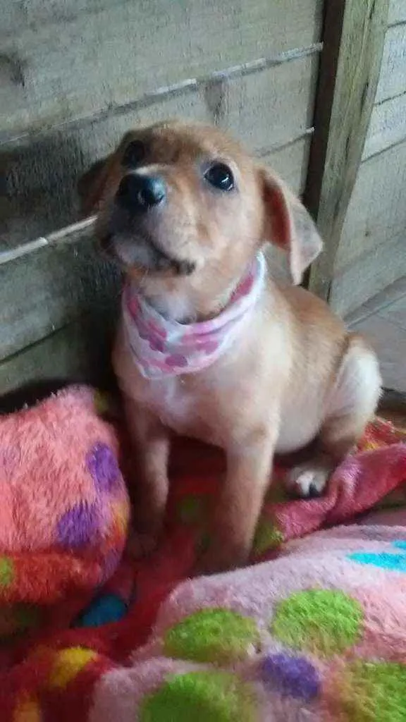 Cachorro ra a SRD idade Abaixo de 2 meses nome Anjinhas
