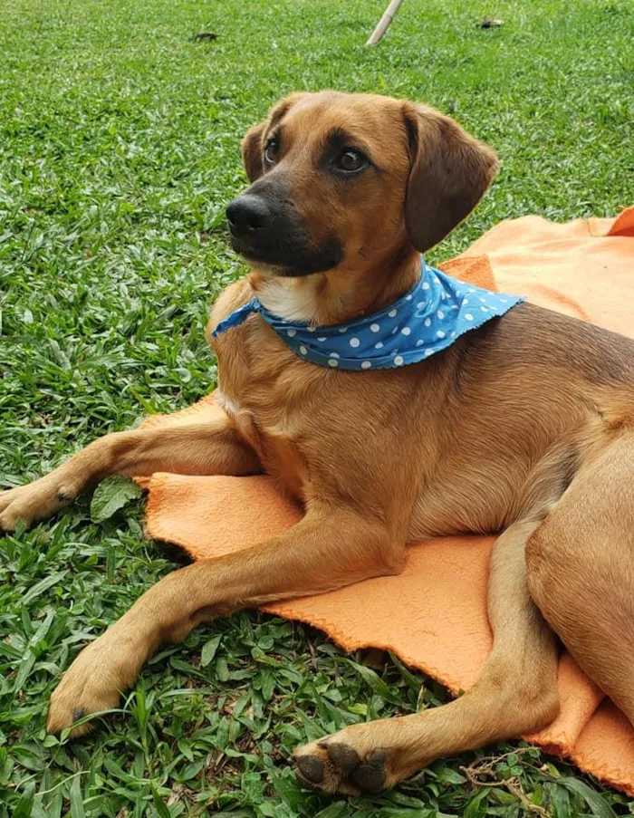 Cachorro ra a SRD idade 7 a 11 meses nome Gar