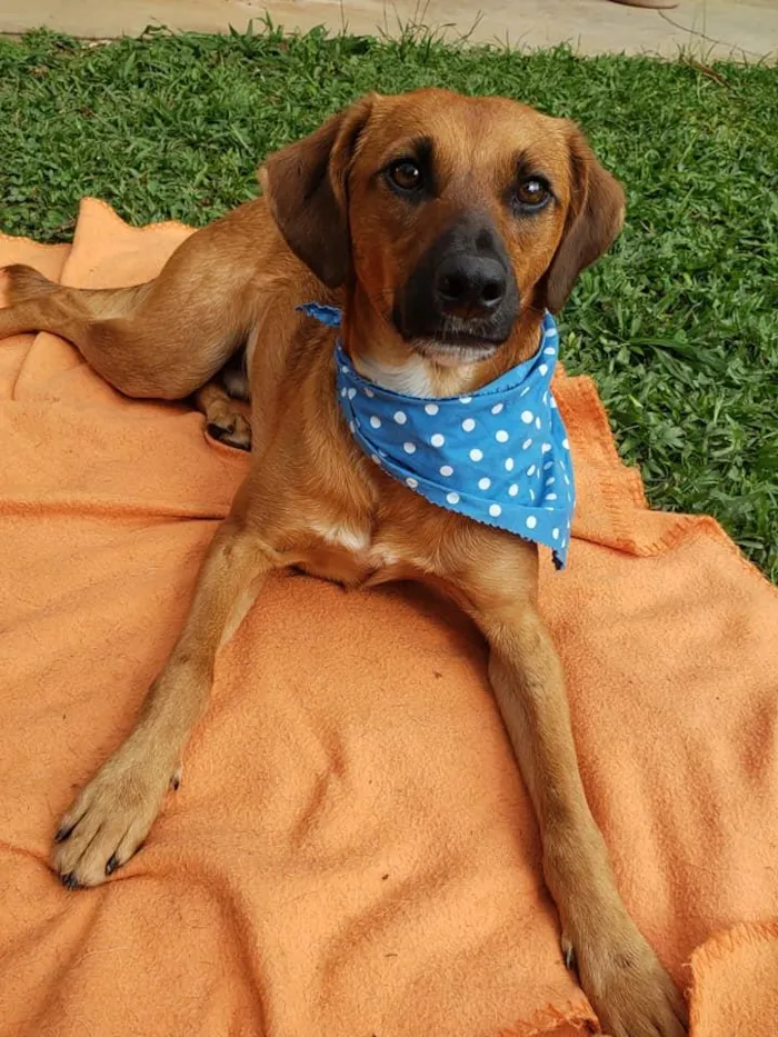 Cachorro ra a SRD idade 7 a 11 meses nome Gar