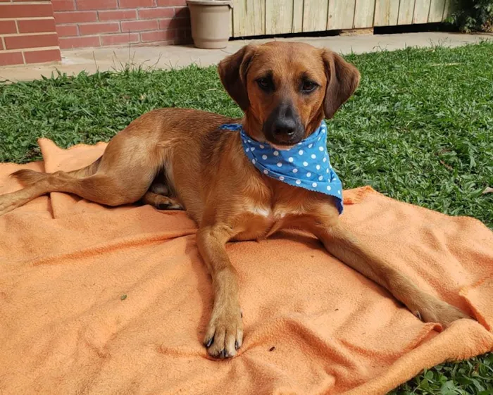 Cachorro ra a SRD idade 7 a 11 meses nome Gar