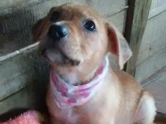 Cachorro ra a SRD idade Abaixo de 2 meses nome Anjinhas