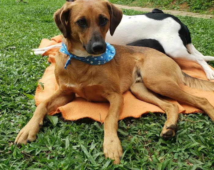 Cachorro ra a SRD idade 7 a 11 meses nome Gar