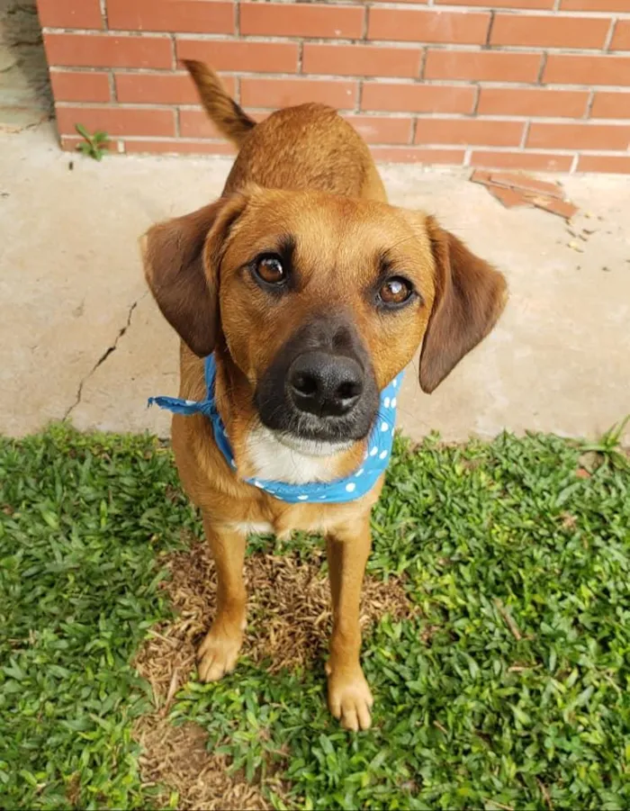 Cachorro ra a SRD idade 7 a 11 meses nome Gar