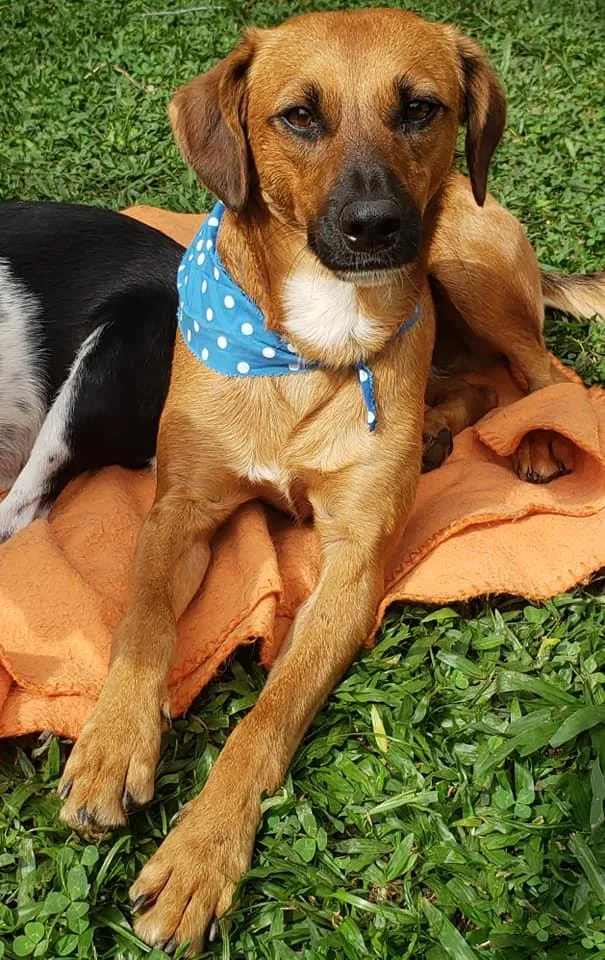 Cachorro ra a SRD idade 7 a 11 meses nome Gar