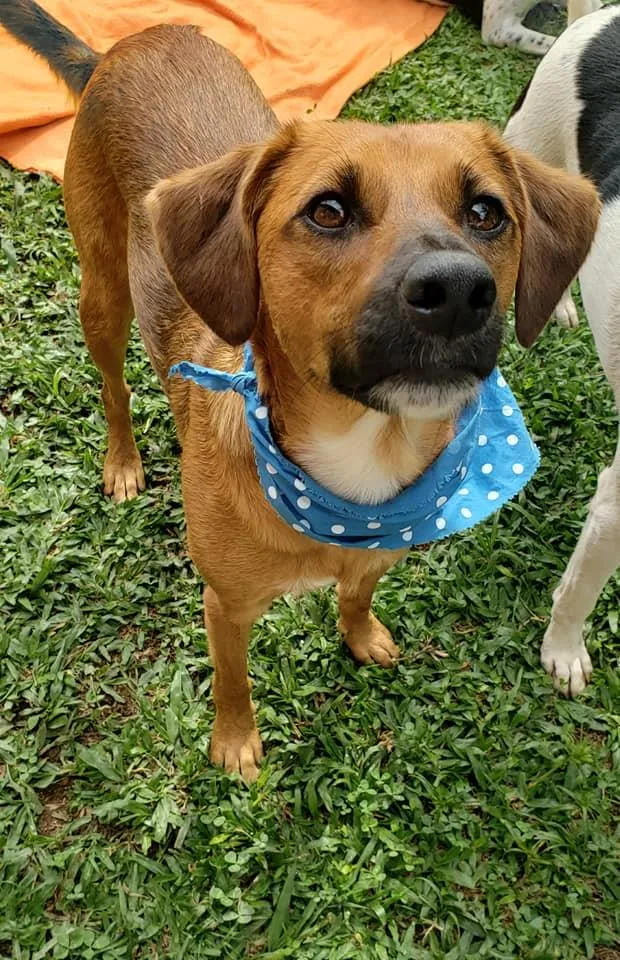 Cachorro ra a SRD idade 7 a 11 meses nome Gar