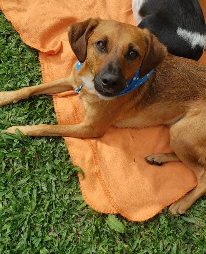 Cachorro ra a SRD idade 7 a 11 meses nome Gar