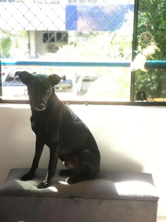 Cachorro ra a SRD-ViraLata idade 7 a 11 meses nome sem nome