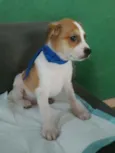 Anjinho