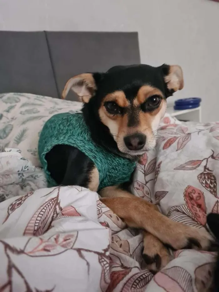 Cachorro ra a SRD-ViraLata idade 2 anos nome PITICA