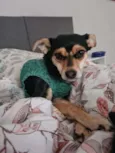 PITICA