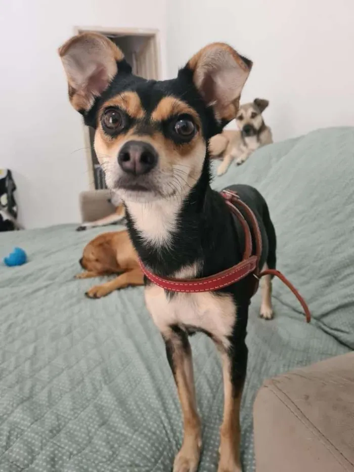 Cachorro ra a SRD-ViraLata idade 2 anos nome PITICA