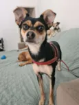 PITICA
