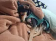 PITICA
