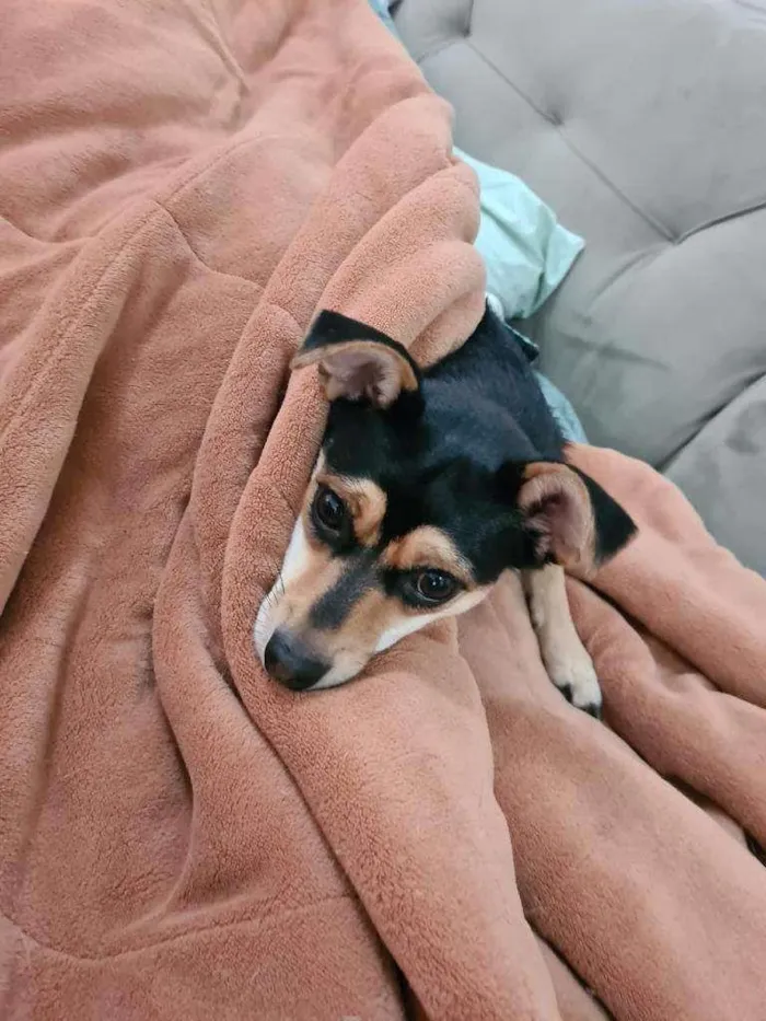 Cachorro ra a SRD-ViraLata idade 2 anos nome PITICA