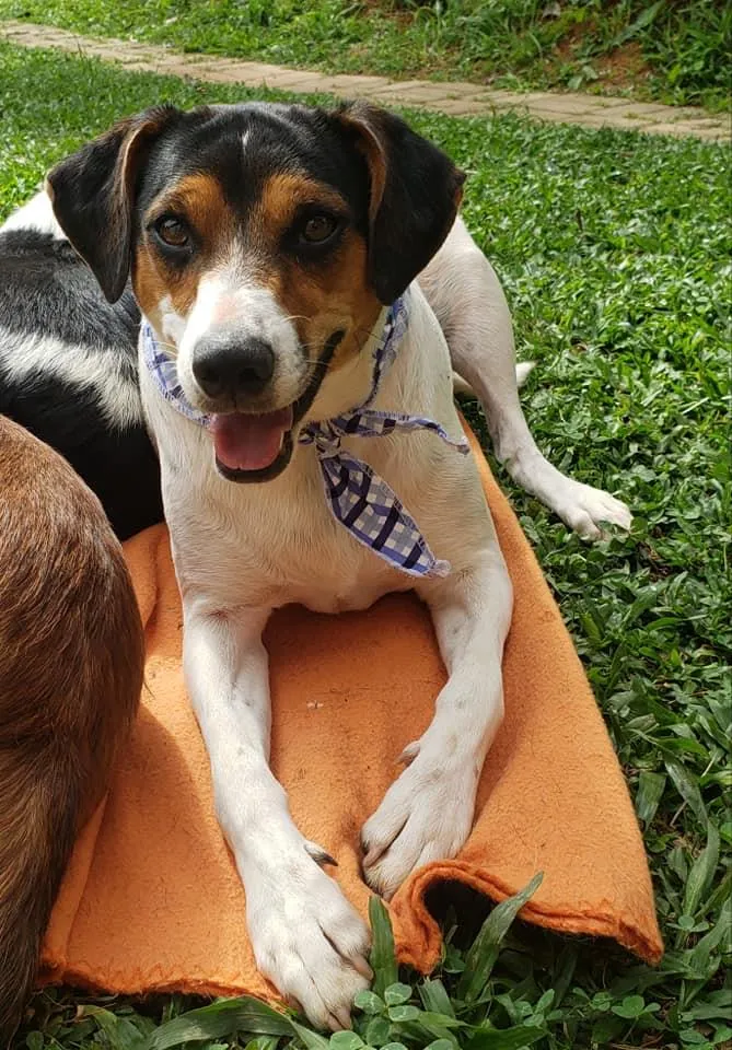 Cachorro ra a SRD idade 7 a 11 meses nome Cooner